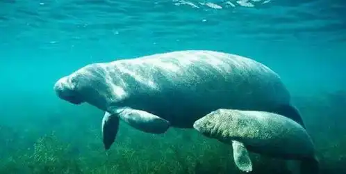世界上灭绝速度最快的生物,从发现到绝种只用了27年