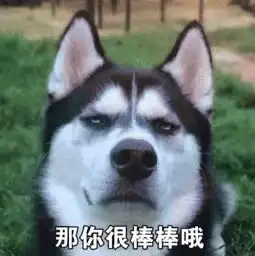 我从来没有见过,这么装逼的哈士奇表情包,有了它称霸装逼界
