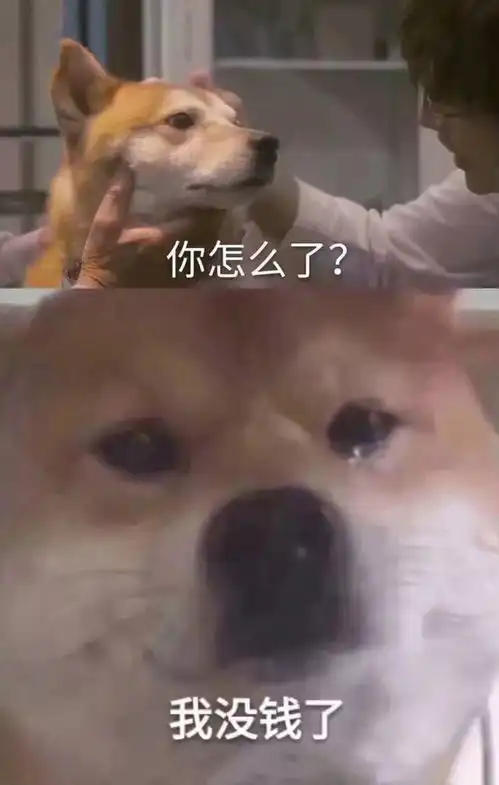 这是什么沙雕视频,国外一男子被狗抢了东西,结果...