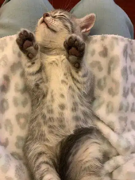 睡姿各种销魂的招财猫猫最后表情简直笑翻