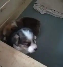 自家柯基犬产的柯基宝宝两色三色公母都有活泼可爱三针疫苗已做