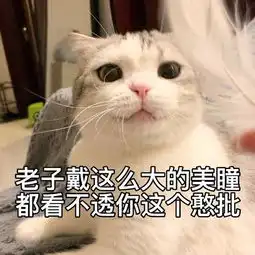 猫咪表情包合集怎么可以这样