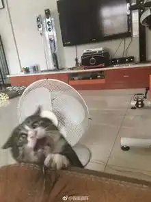 主人逗猫时拍下的照片,果然养猫后表情包都不缺了
