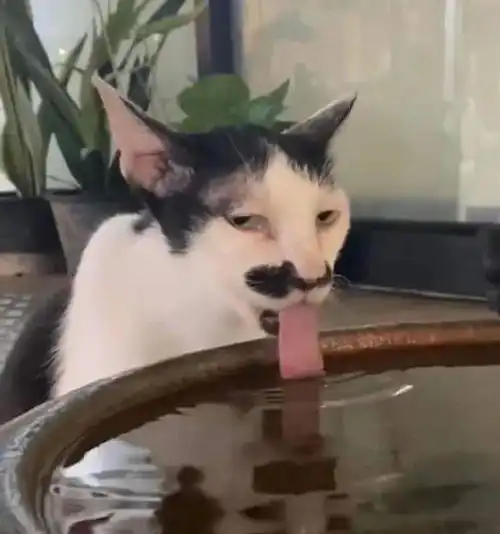 拍到猫喝水,结果它全程就一个表情,这也太逗了