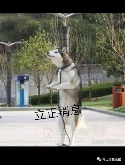 哈士奇搞笑图片