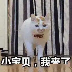 历史回顾网红猫咪楼楼表情包第七弹