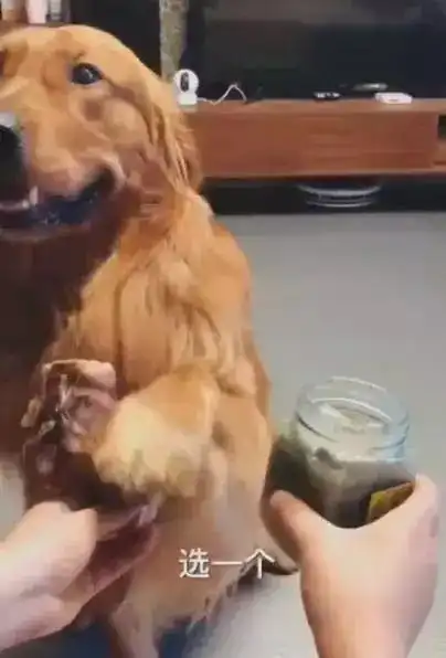 主人让哈士奇食物里挑一个,而二哈选了大脚丫子,路过的猫咪懵了