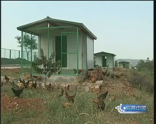 杨永涛养鸡有三怪