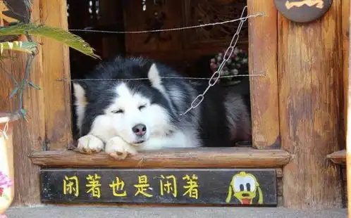 测试一个超长简介的文章