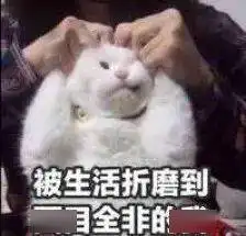 王静原来猫咪也会失手