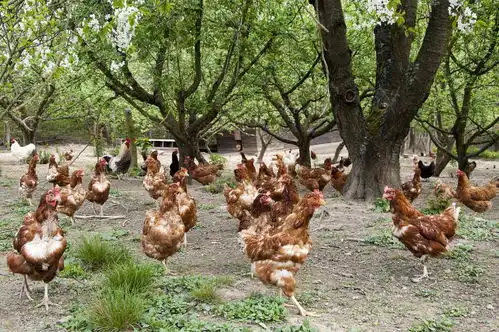 鸡吃食物不消化吃什么好小鸡吃了食物不消化怎么办鸡胀嗉用什么药最快鸡胀气吃什么药最好