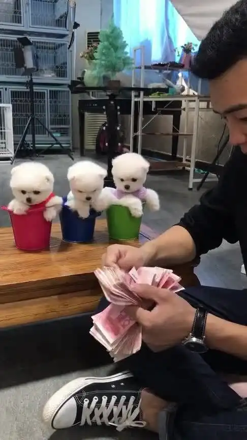卖了还帮着数钱,搞笑狗狗