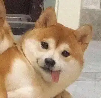 搞怪有趣沙雕头像