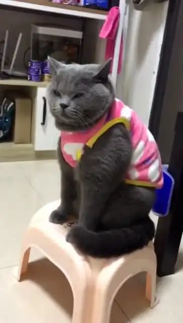 给猫咪买了件新衣服,穿上后的表情亮了,猫咪这还怎么撩妹
