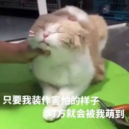 表情包床已经帮你暖好了