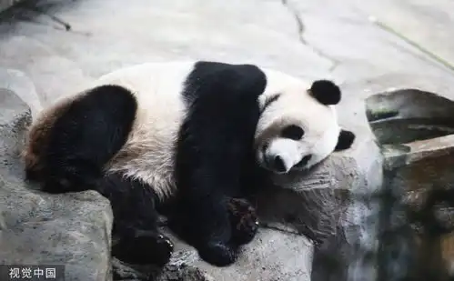 南京红山森林动物园大熊猫慵懒躺平憨态可掬