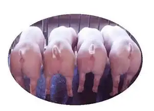 母猪产后配不上母猪霉菌中毒