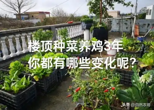 真是没想到楼顶阳台种菜3年居然会有3个惊人变化,你也是这样吗