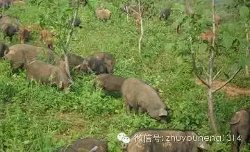 大体稳定,东北微涨,近期上涨可能性大