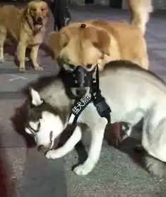 猛犬哈士奇广场遇到拉布拉多,二哈吓得温顺得像只小绵羊任其摆布