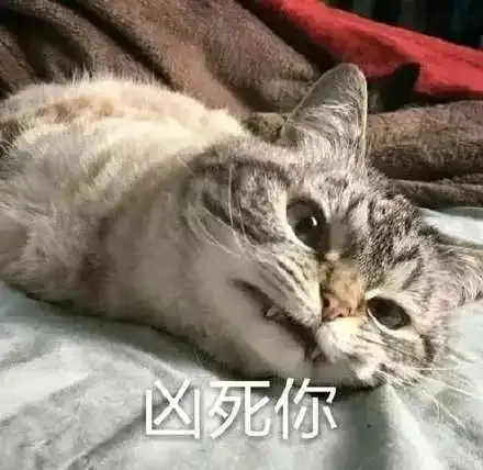 养了一只宇宙最凶的喵星人什么体验
