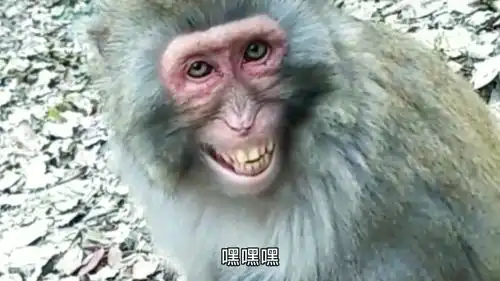似笑非笑,本视频活捉一只假笑猴