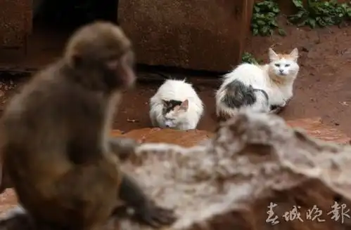 昆明有熊猫吗请问昆明野生动物园有几只大熊猫