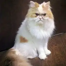 网红不爽猫去世后,美国这只猫咪走红网络,又一新晋表情包哟