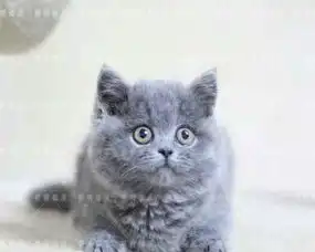 出售蓝猫英国短毛猫纯种宠物猫咪活体幼猫包健康包送