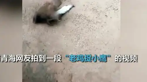 实拍老鸡捉小鹰激战鸡妈护幼崽猛啄老鹰投降表情惊恐