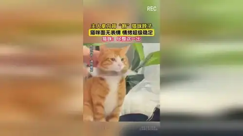 主人拿刀背割猫咪脖子,猫咪面无表情情绪超级稳定