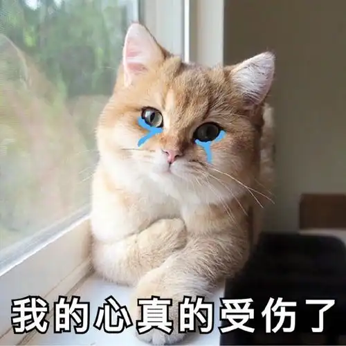 猫咪表情包我的心真的受伤了