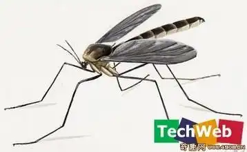 求大蚊子的图片