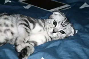 萌猫小坏微信表情包设计