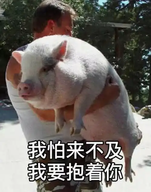夜深了关于遛狗的事情,我想问一下,宠物跑步...