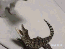 鳄鱼咋了不也就是条鱼么它还能翻出天去