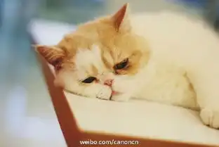 佳能canon品牌微博品牌库yoka时尚网