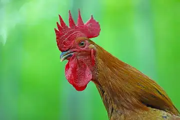 农家散养鸡舍图片素材下载摄影素材素材下的其他摄影图片素材