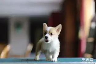 专业繁殖柯基犬品质优良疫苗齐全欢迎挑选