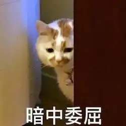 夏天到了,猫咪们是如何避暑的
