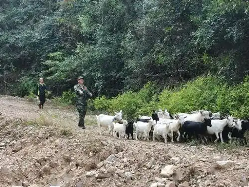 找到了浙江一农场35只离家出走的羊被野狼追回