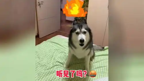 搞笑萌宠在家带孩子的哈士奇,孩子把它惹生气了,后果非常严重