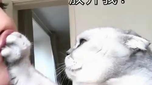 主人亲吻团子测试它的反应,瞧瞧团子生气的表情没谁了,都忍住别笑