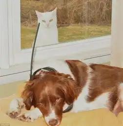搞笑抢镜动物大盘点猫咪也玩超级玛莉