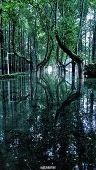 暴雨过后南理工的奇幻森林