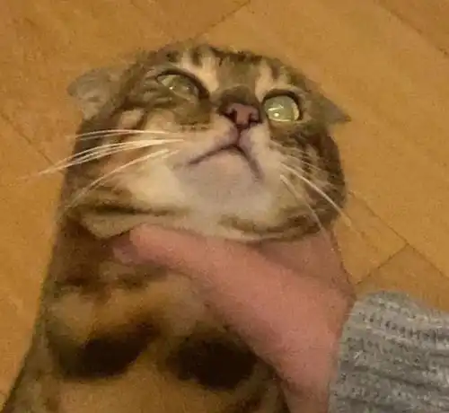 网红机智张逼猫吃饭差点将猫前肢掰骨折,还曾掐猫脖子,为虐猫行为发文道歉