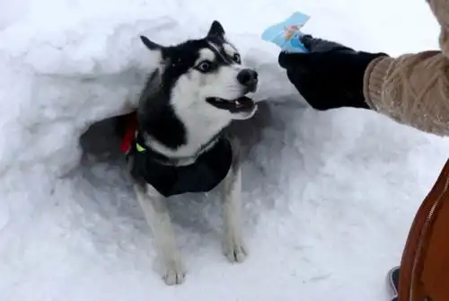 都说哈士奇是雪橇三傻又傻又二,网友我看他最傻最二