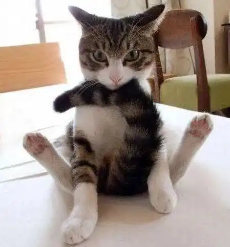 16张猫咪搞笑图片,让你了解什么叫浑身是戏