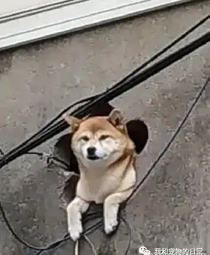 柴犬破墙看风景,路人以为是雕像,仔细一看吓一跳