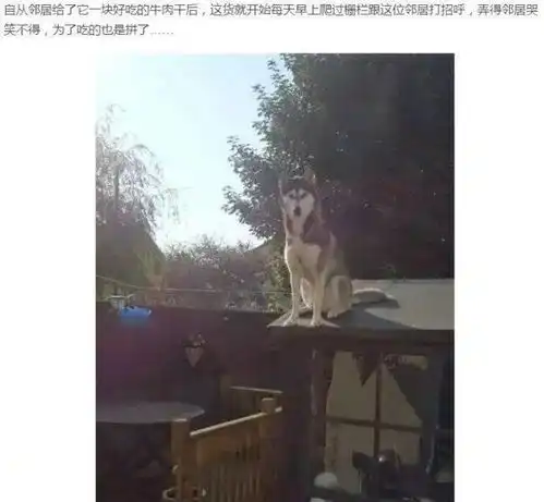 哈士奇真是一个神奇的物种,二哈的世界我们真的不懂哈哈哈哈